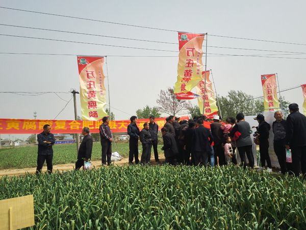 培肥養地奪高產 不妨試試黃腐酸 ——猫咪官网在线观看新肥科技有限公司河南睢縣大蒜觀摩會